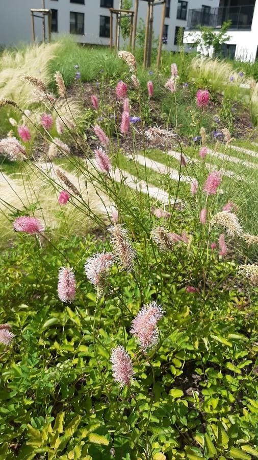 Sanguisorba obtusa flower