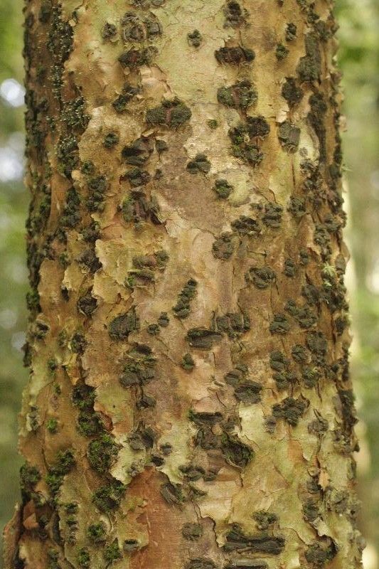 Abarema barbouriana bark