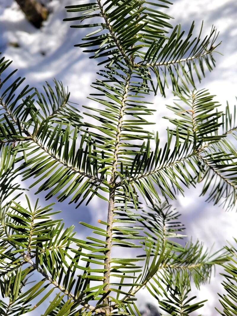 Abies grandis leaf