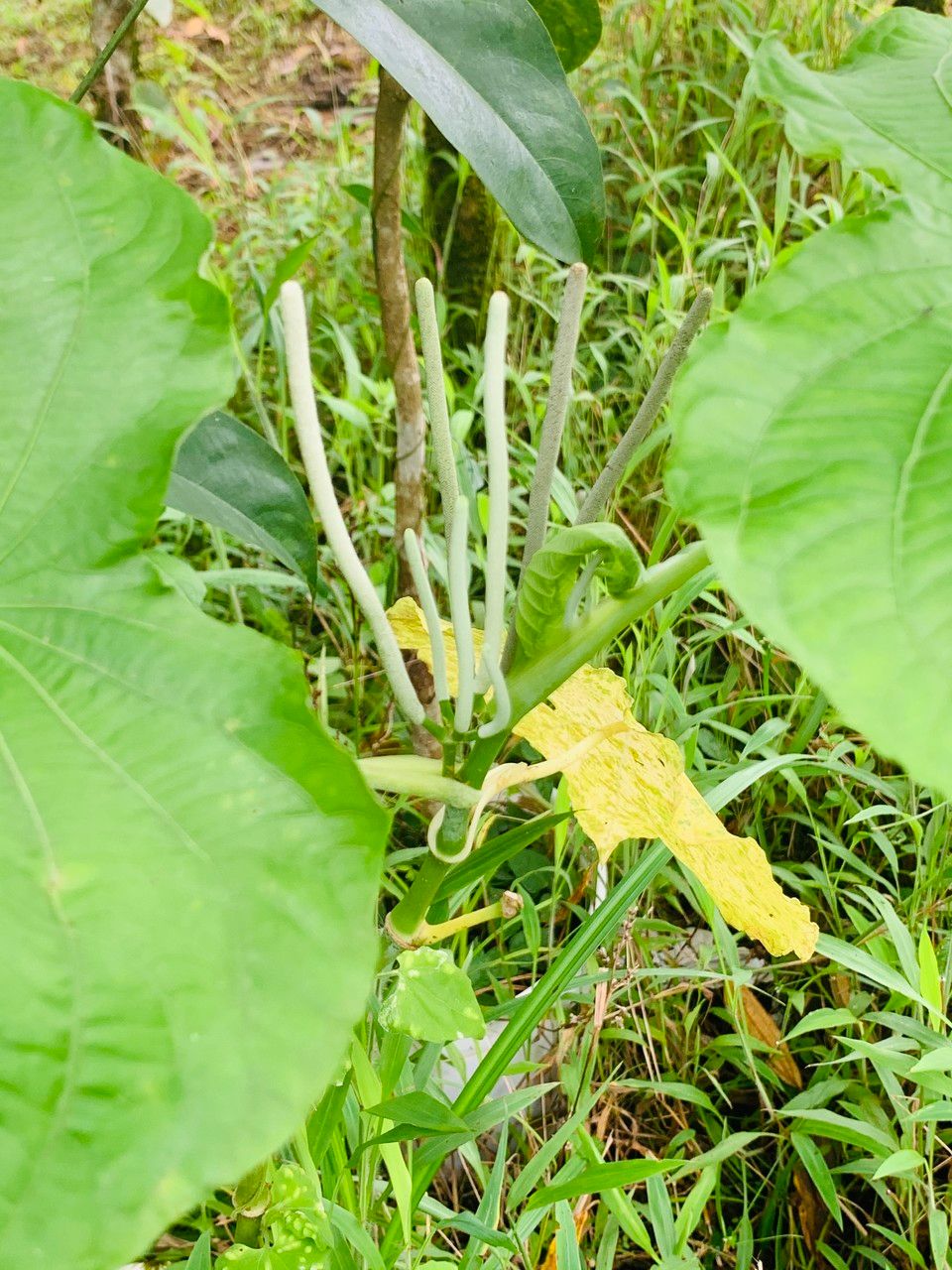 Piper peltatum fruit