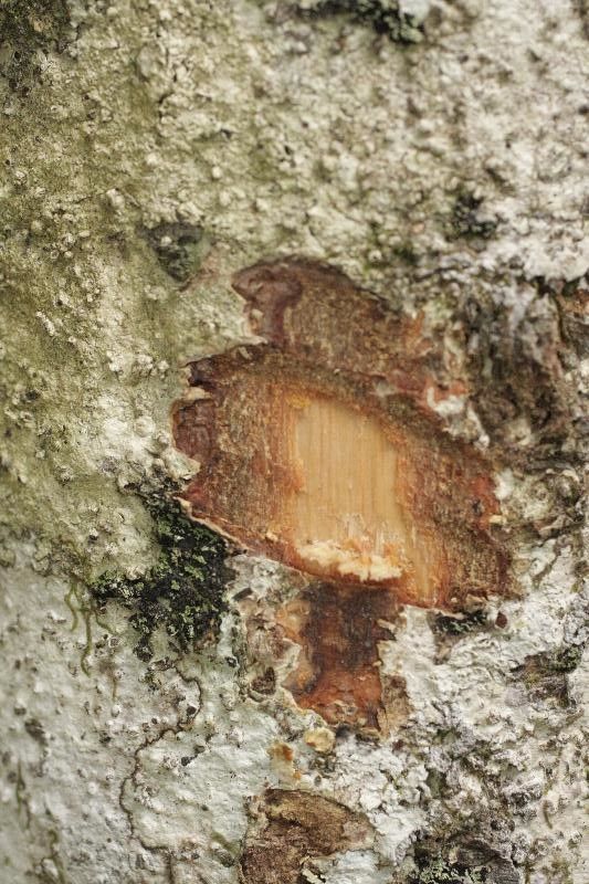 Talisia hexaphylla other