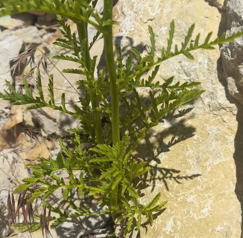Schizanthus grahamii — related species from the same genus