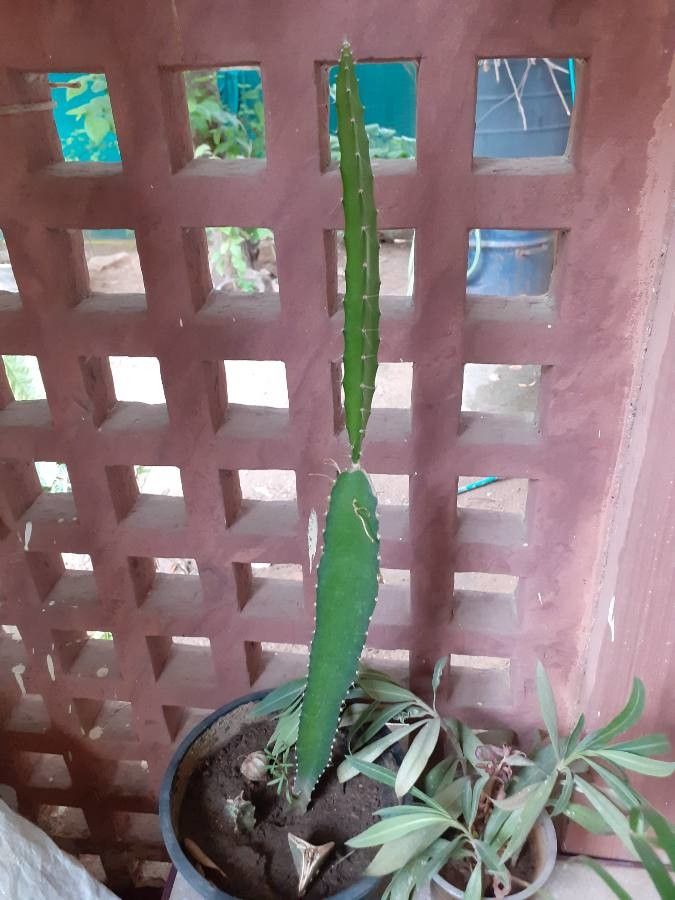 Hylocereus costaricensis leaf