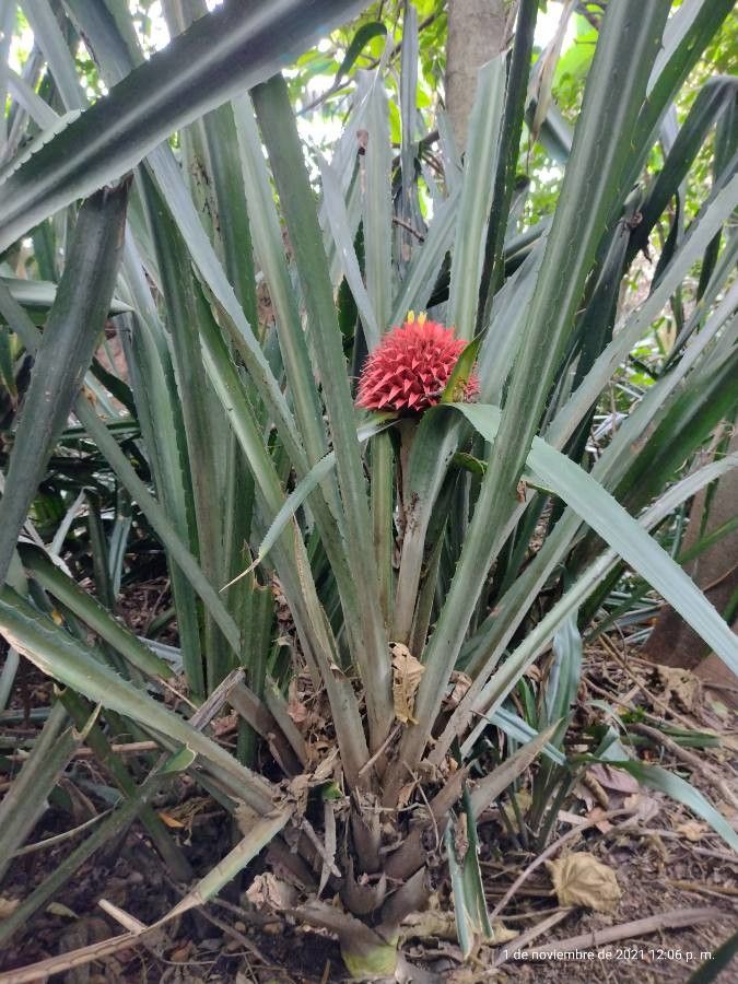 Aechmea magdalenae habit