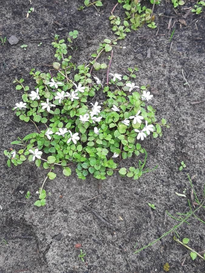 Lobelia angulata habit