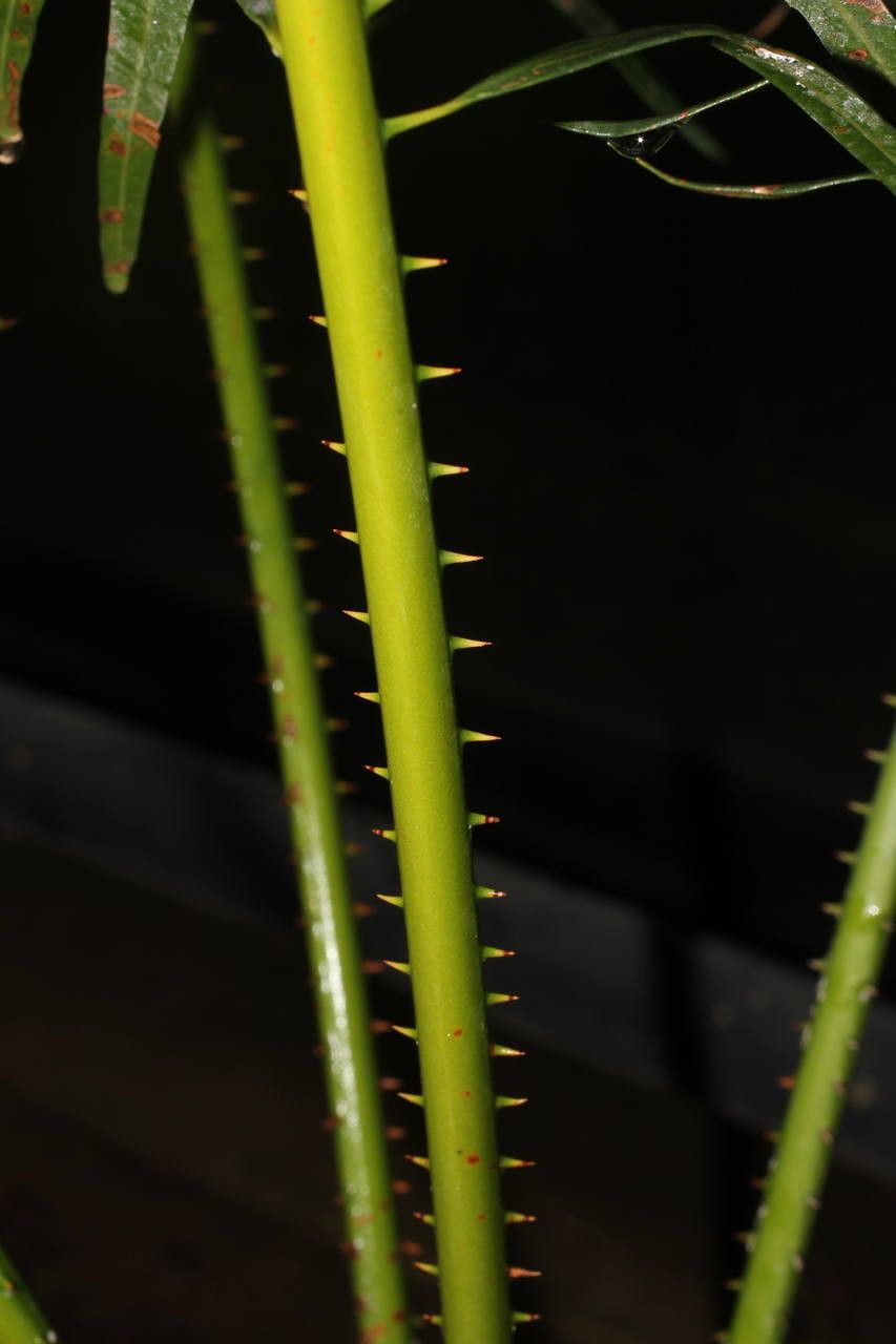 Cycas taiwaniana bark