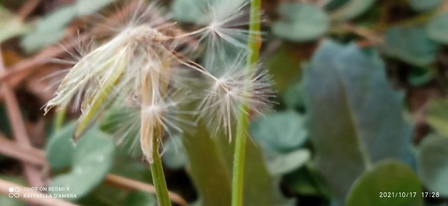Scorzonera laciniata flower