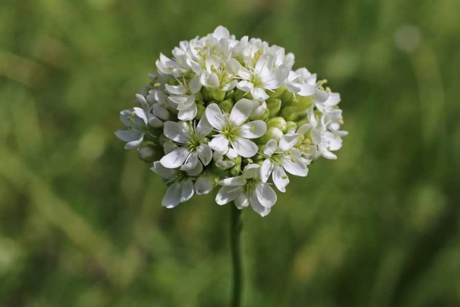 Silene sendtneri flower