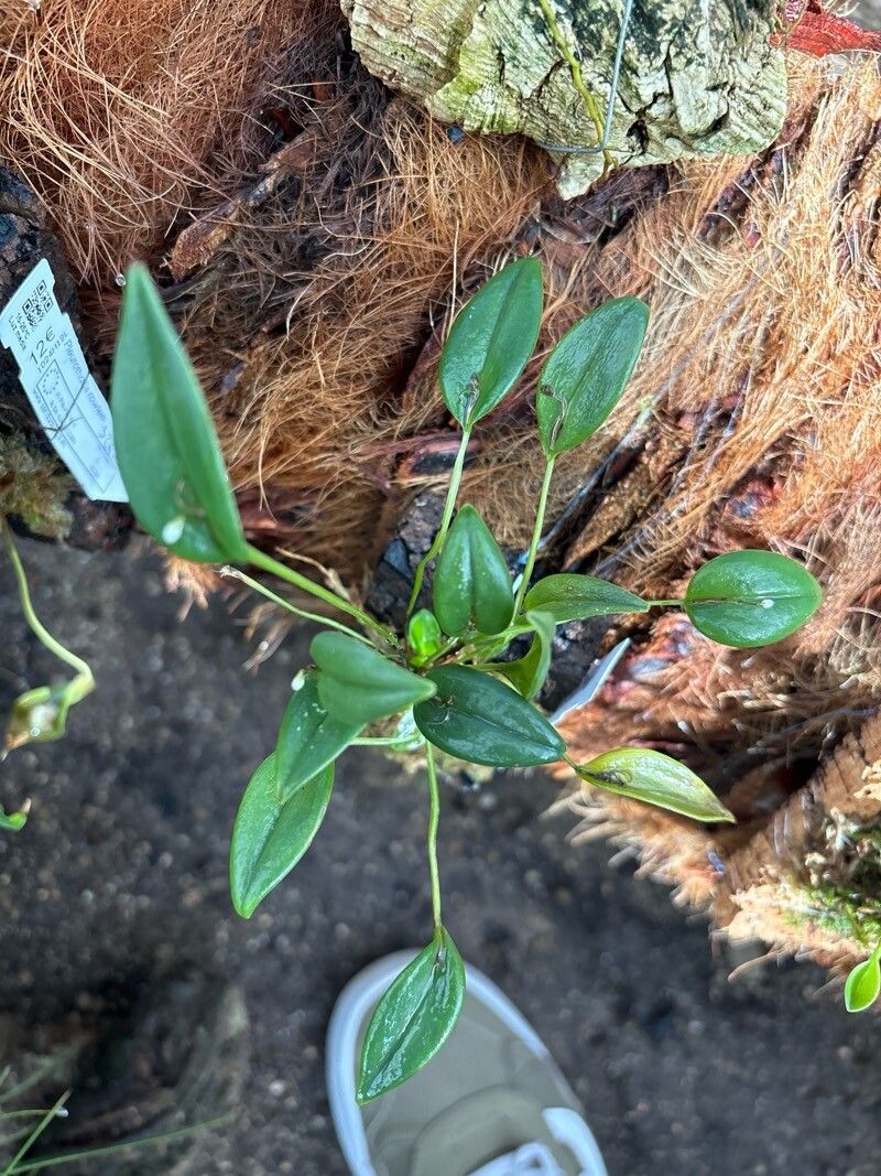 Pleurothallis niveoglobula — houseplant care guide