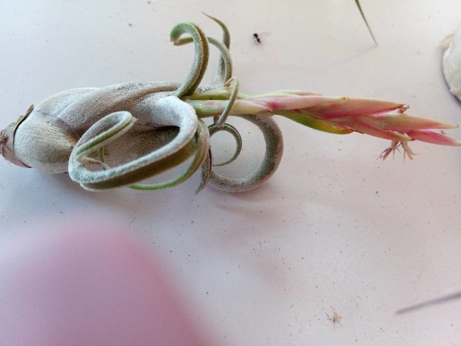 Tillandsia caput-medusae flower