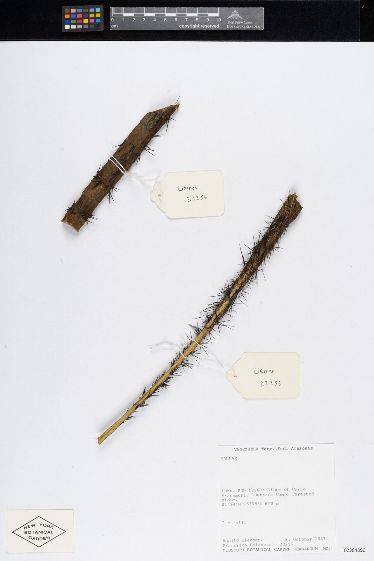 Bactris balanophora bark