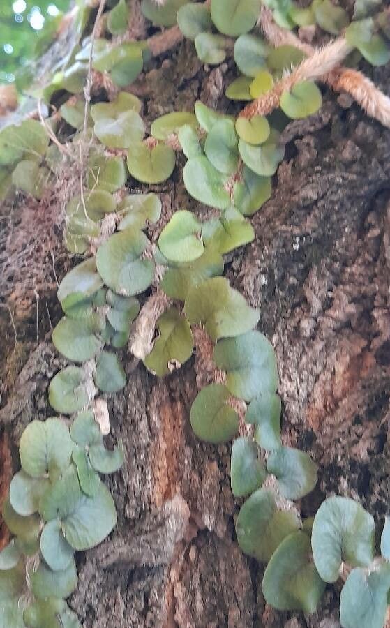 Microgramma vacciniifolia habit