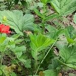 Geum coccineum