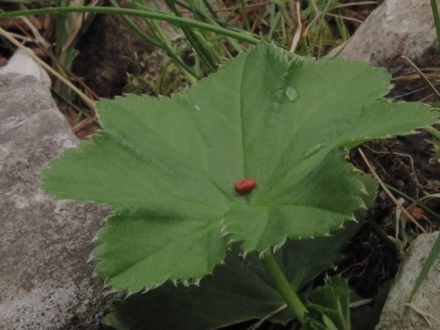 Alchemilla xanthochlora leaf
