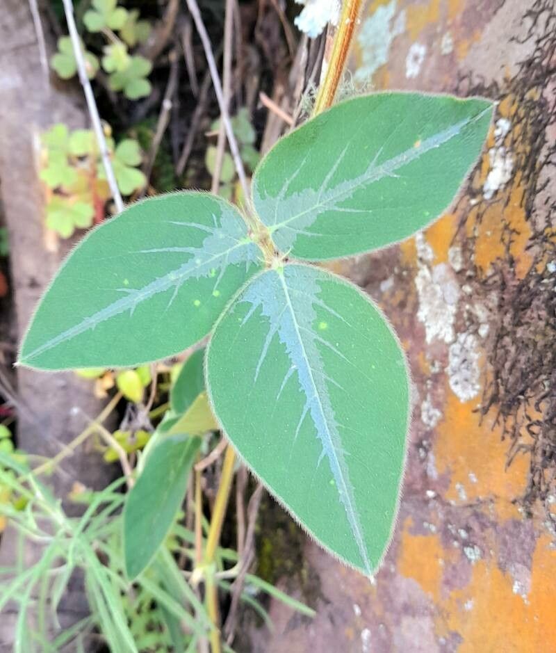 Desmodium campyloclados — search result for 'Desmodium'