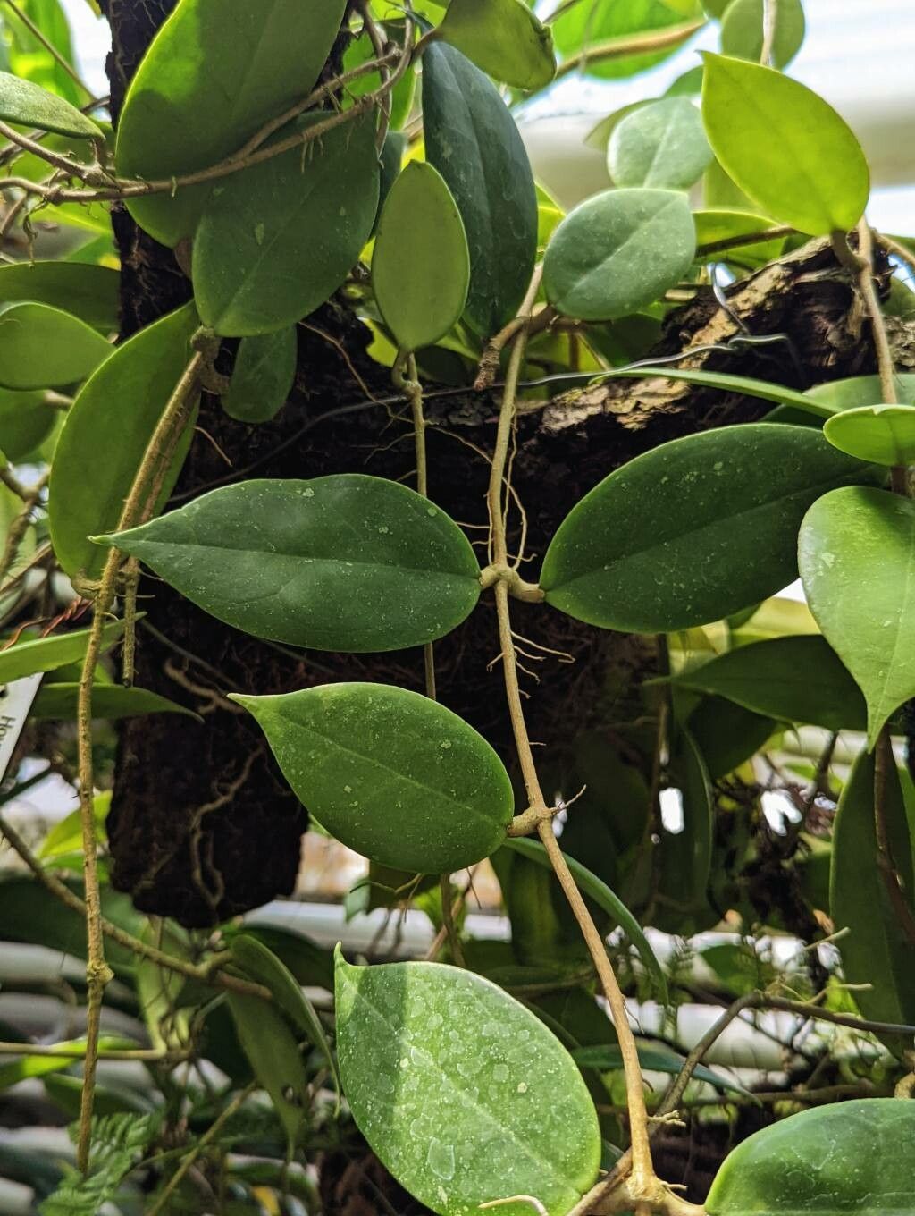 Hoya finlaysonii leaf