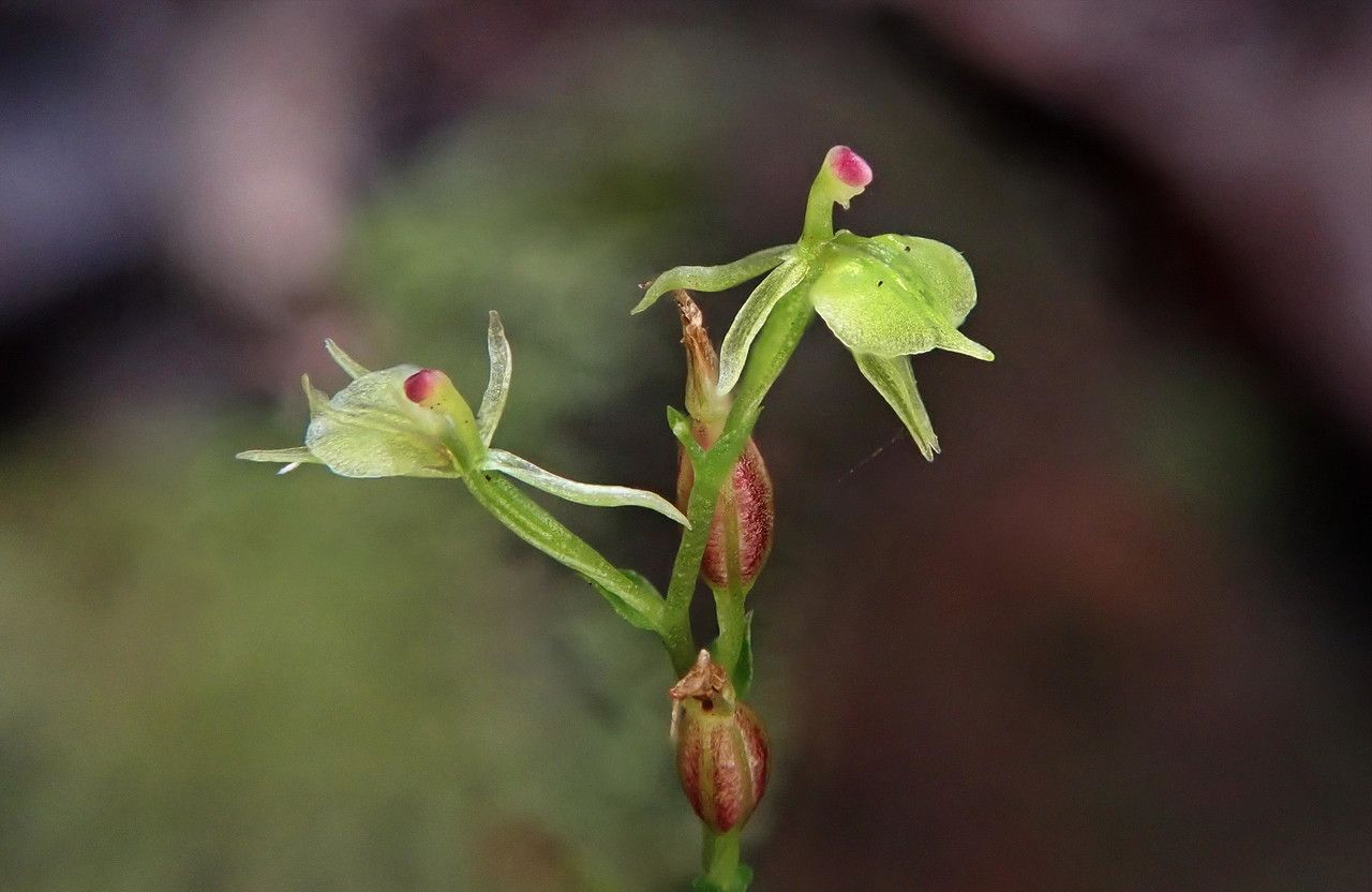 Acianthus elegans — houseplant care guide
