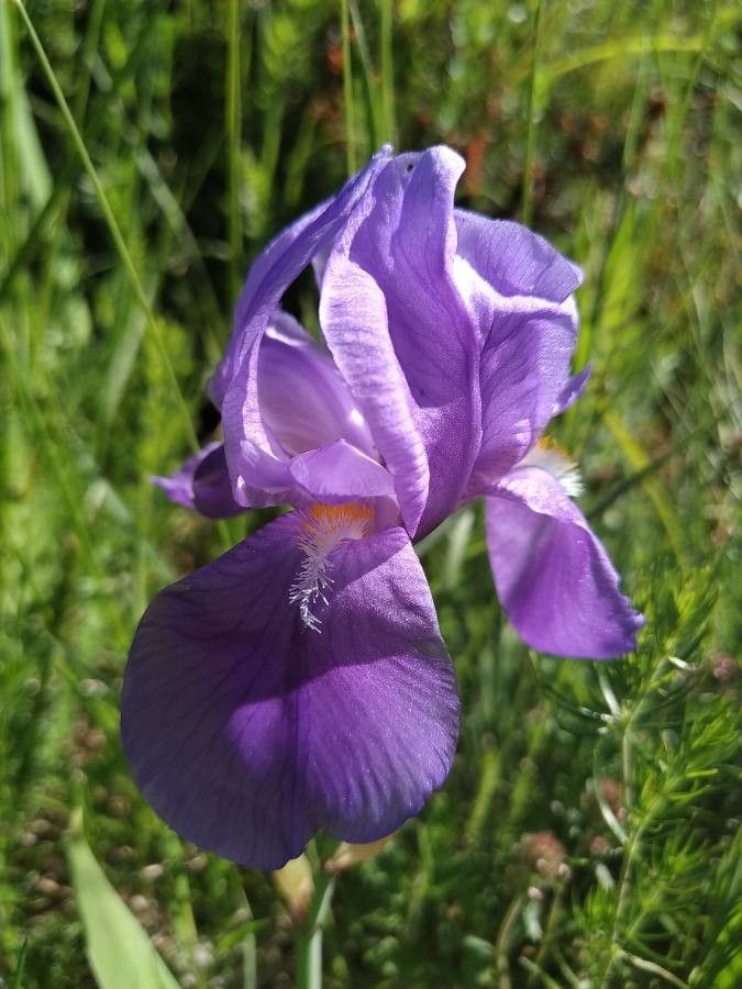 Iris cengialti flower