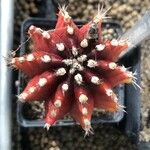 Gymnocalycium mihanovichii