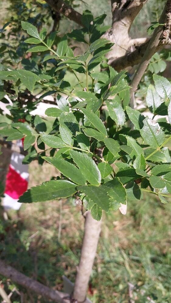 Fraxinus xanthoxyloides — search result for 'Fraxinus'