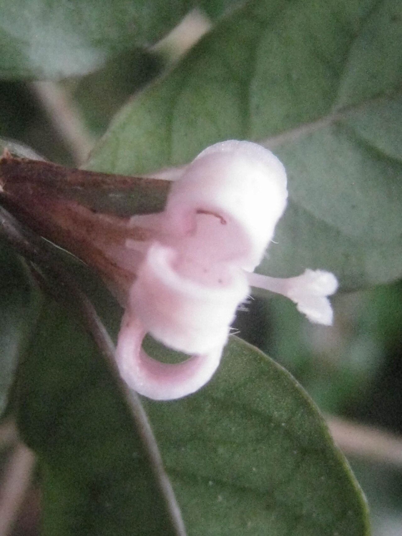 Gaertnera brevipedicellata — houseplant care guide