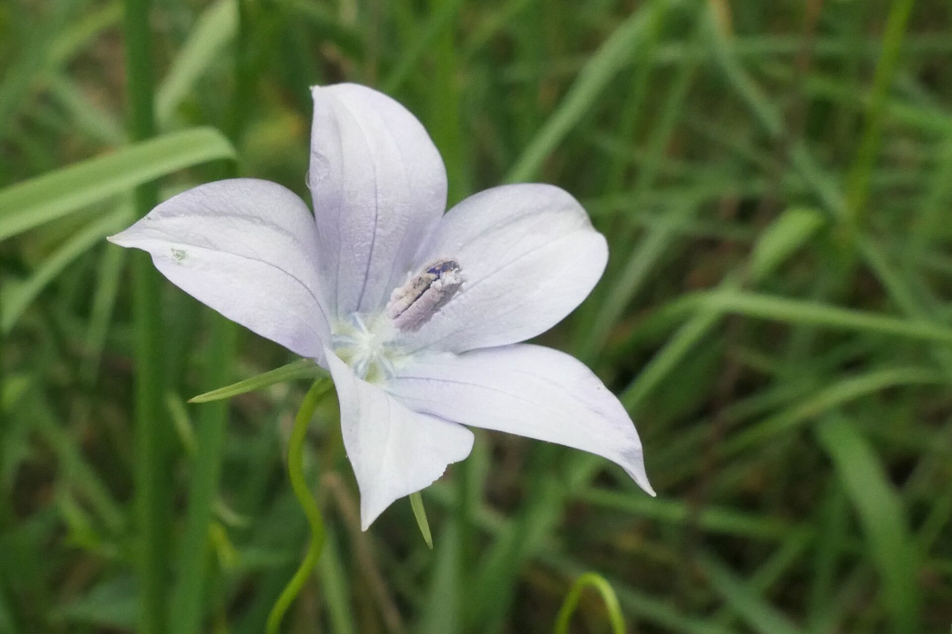 Wahlenbergia undulata flower