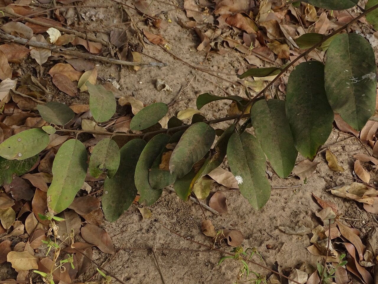 Annona senegalensis — search result for 'Annonaceae'