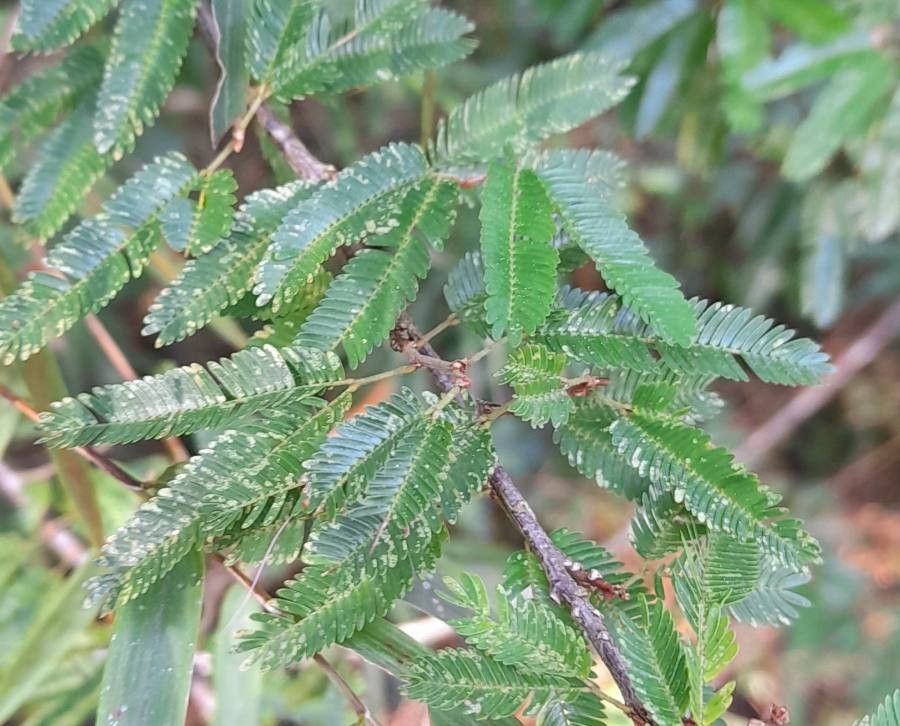Calliandra brevipes — search result for 'Uruguay'