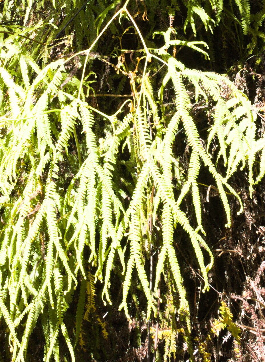 Sticherus flagellaris leaf