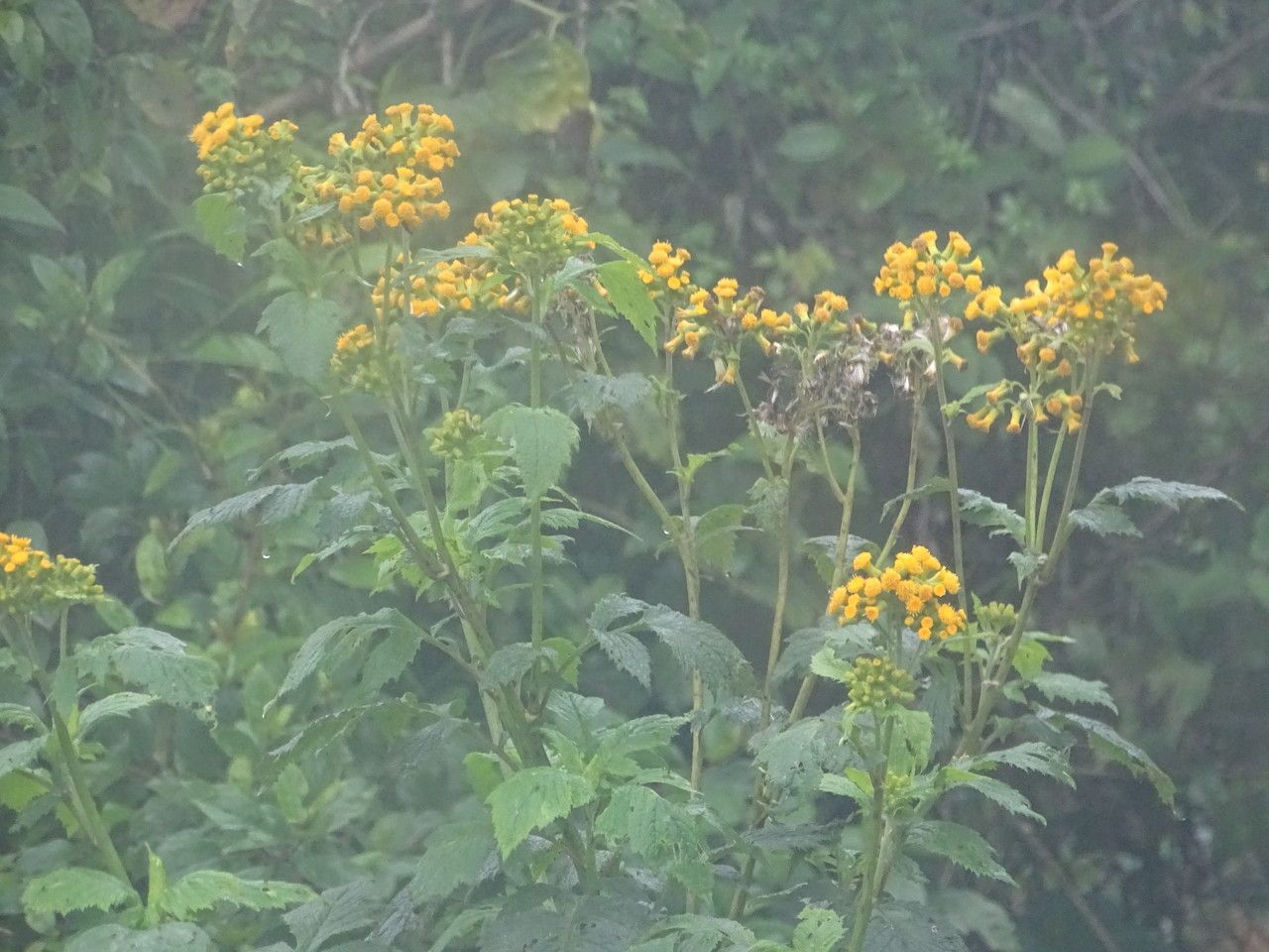 Senecio lyratus habit