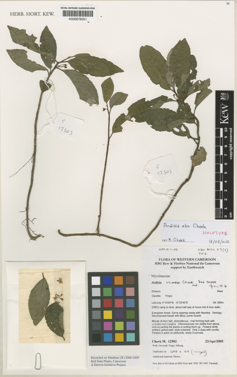 Ardisia ebo — houseplant care guide