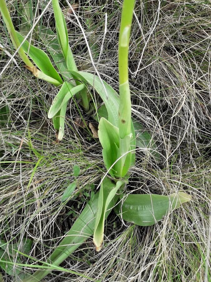 Orchis purpurea — search result for 'Orchidaceae'