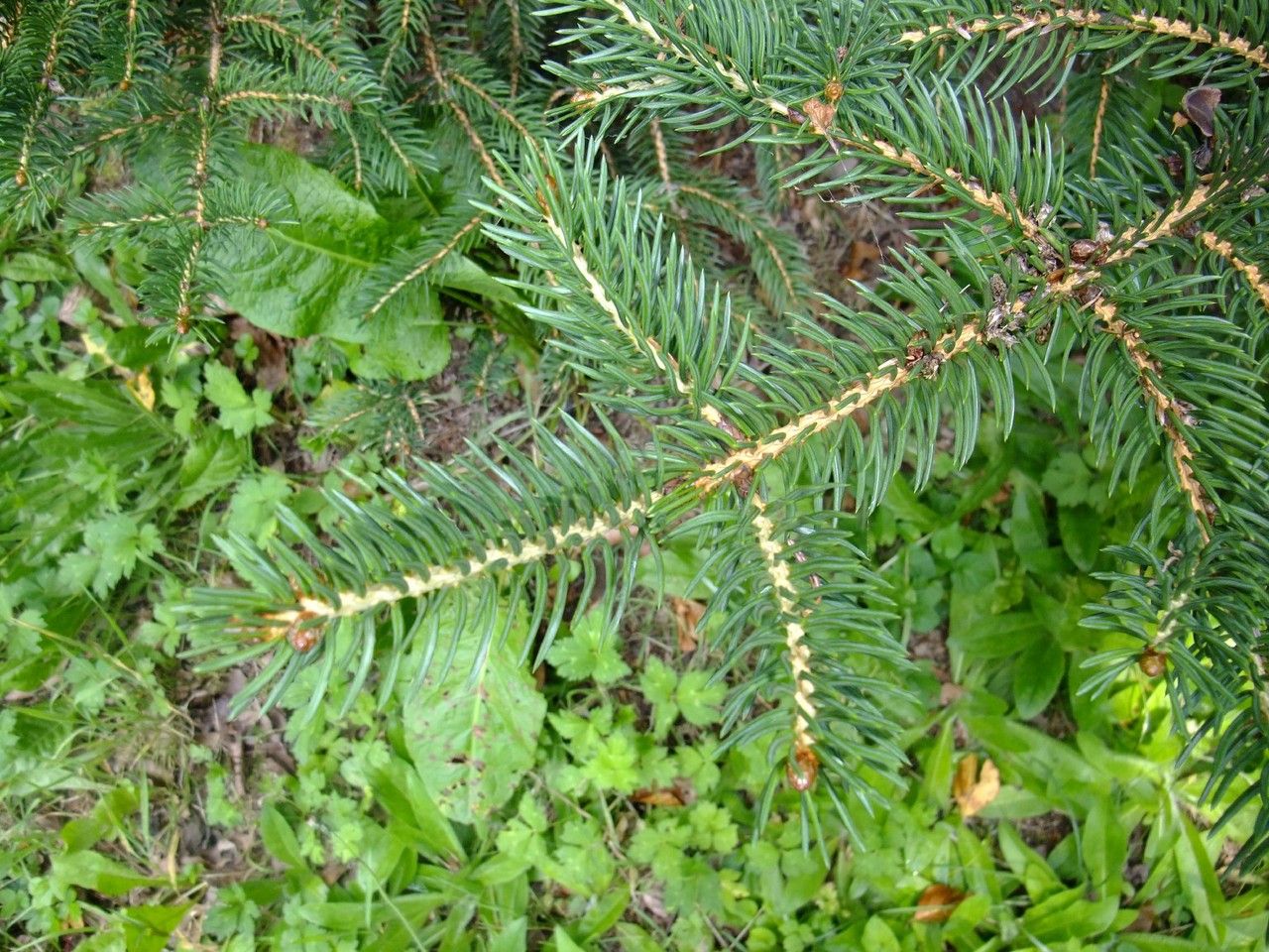 Picea torano — search result for 'Picea'