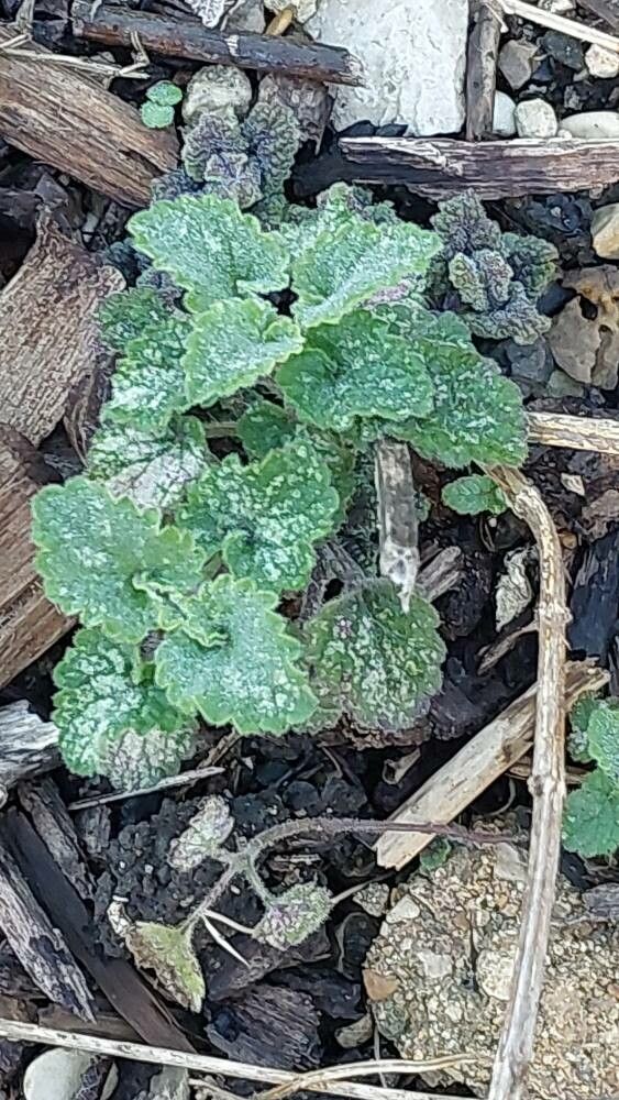 Scutellaria rubicunda — houseplant care guide