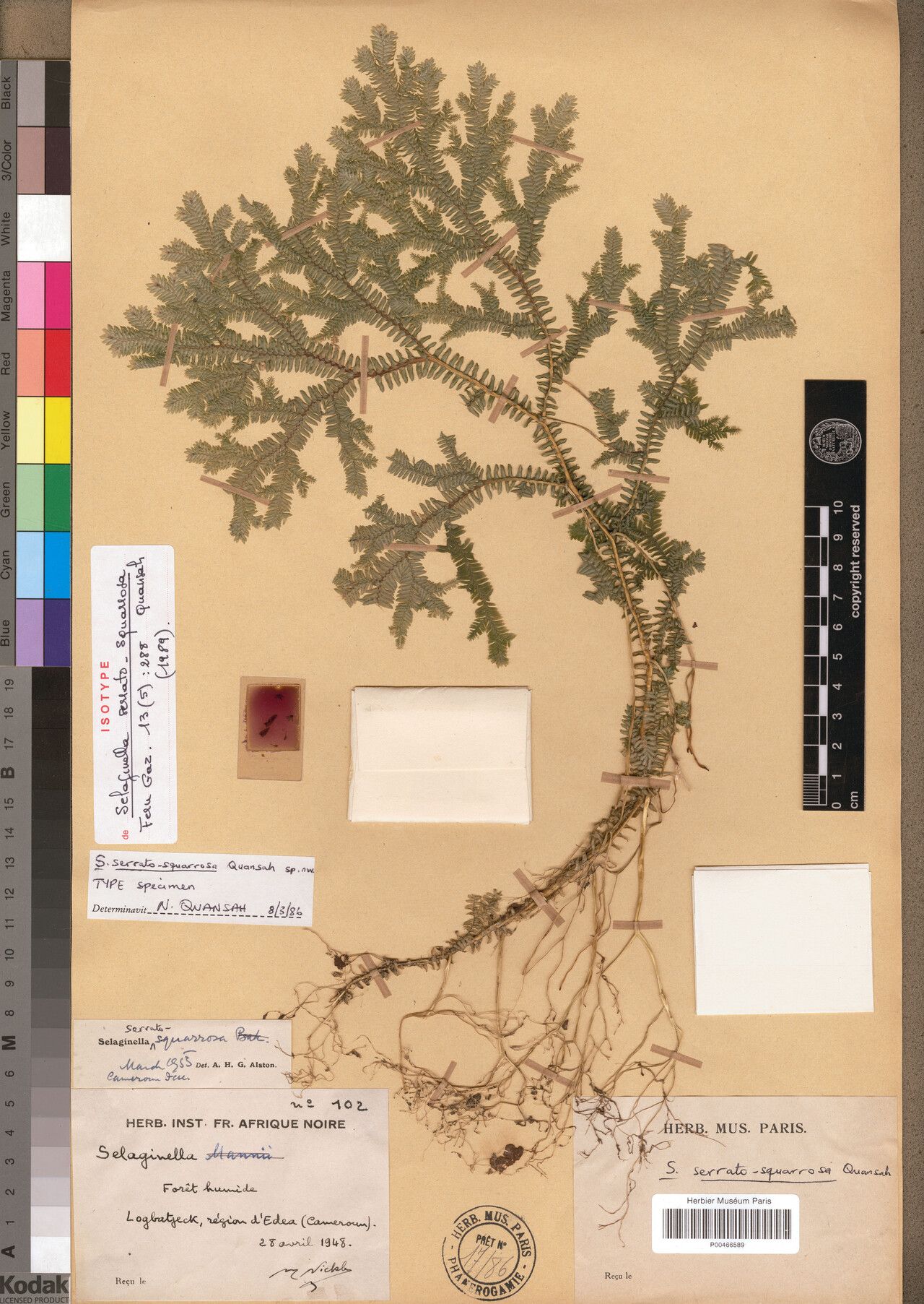 Selaginella serratosquarrosa — houseplant care guide