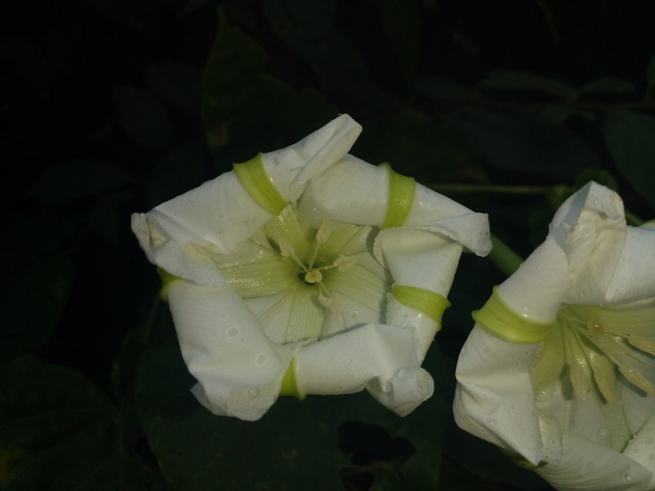 Ipomoea alba flower