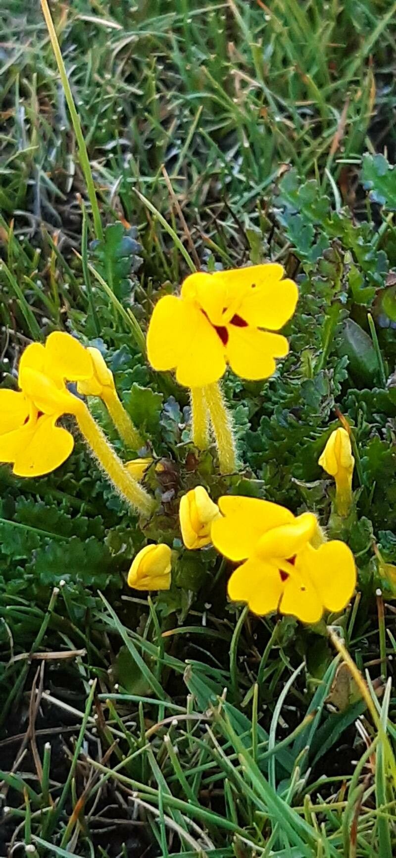 Pedicularis longiflora habit