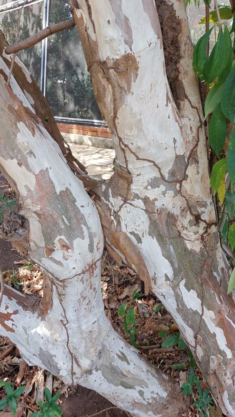 Triplaris gardneriana bark