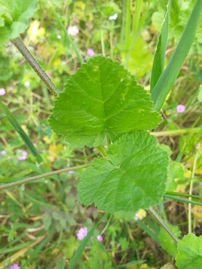 Erodium aethiopicum leaf