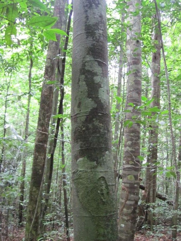 Licania granvillei habit