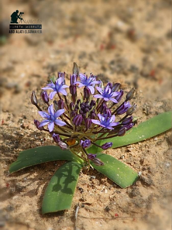 Scilla villosa — search result for 'Scilla'