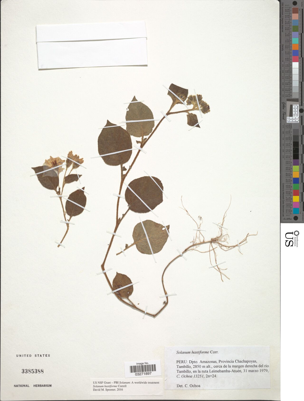Solanum hastiforme — houseplant care guide