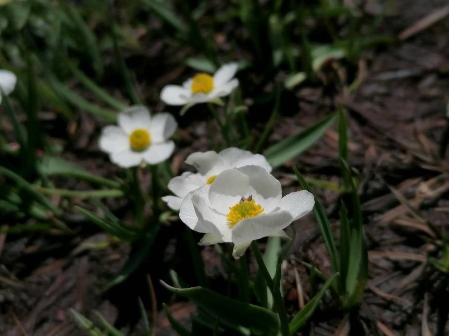 Ranunculus amplexicaulis flower