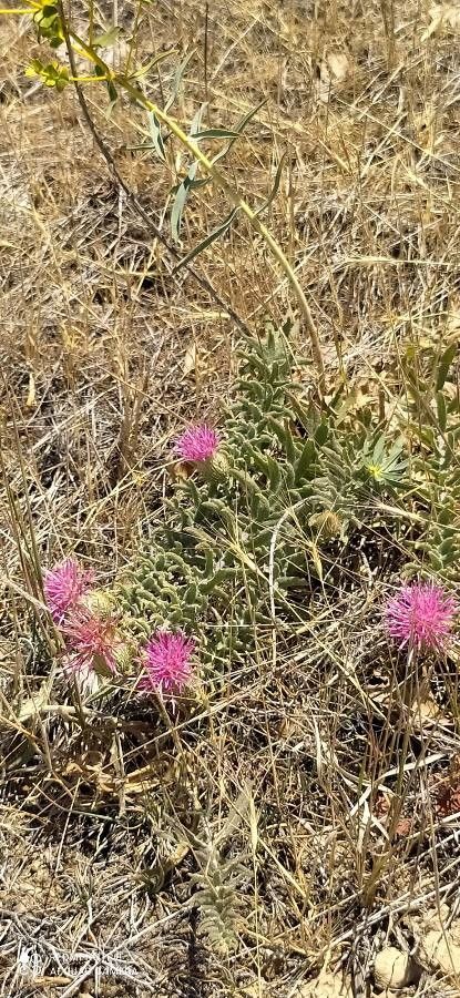 Jurinea ancyrensis flower