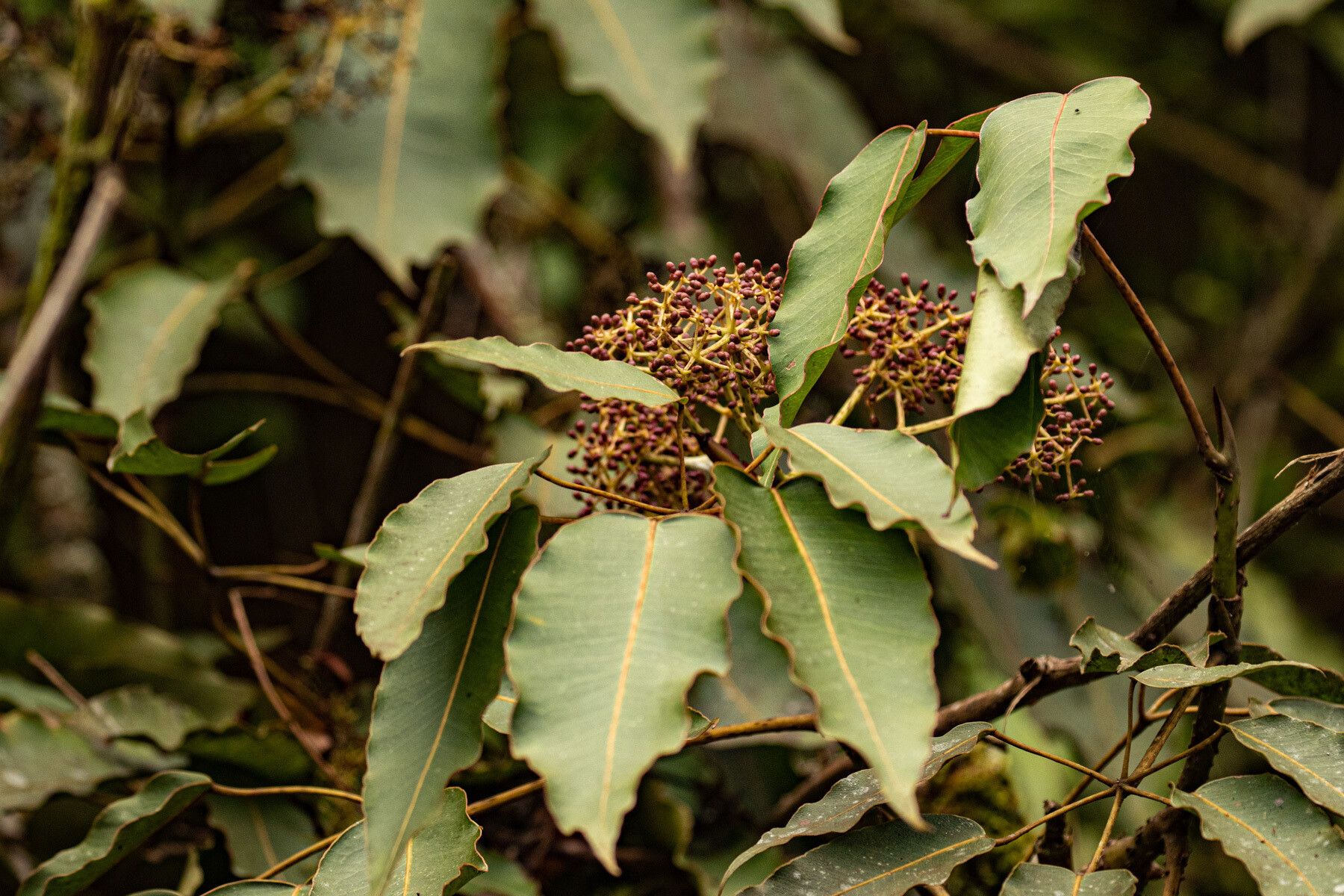 Astropanax myrianthus — houseplant care guide