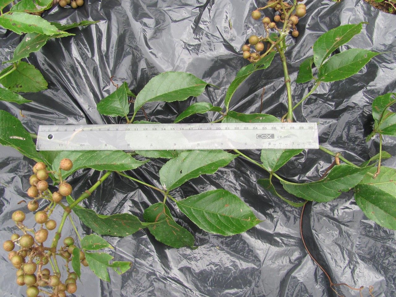 Cissus serrulatifolia bark