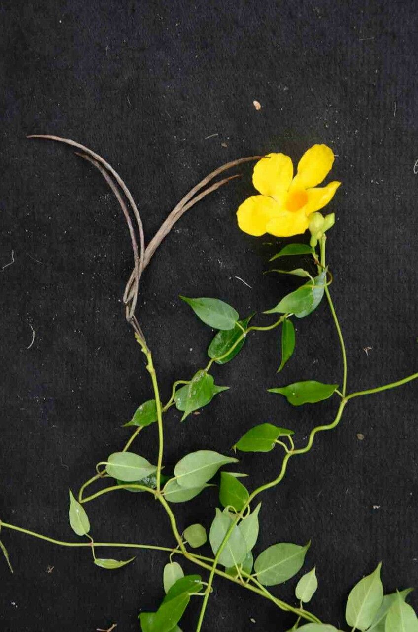 Mandevilla funiformis — houseplant care guide