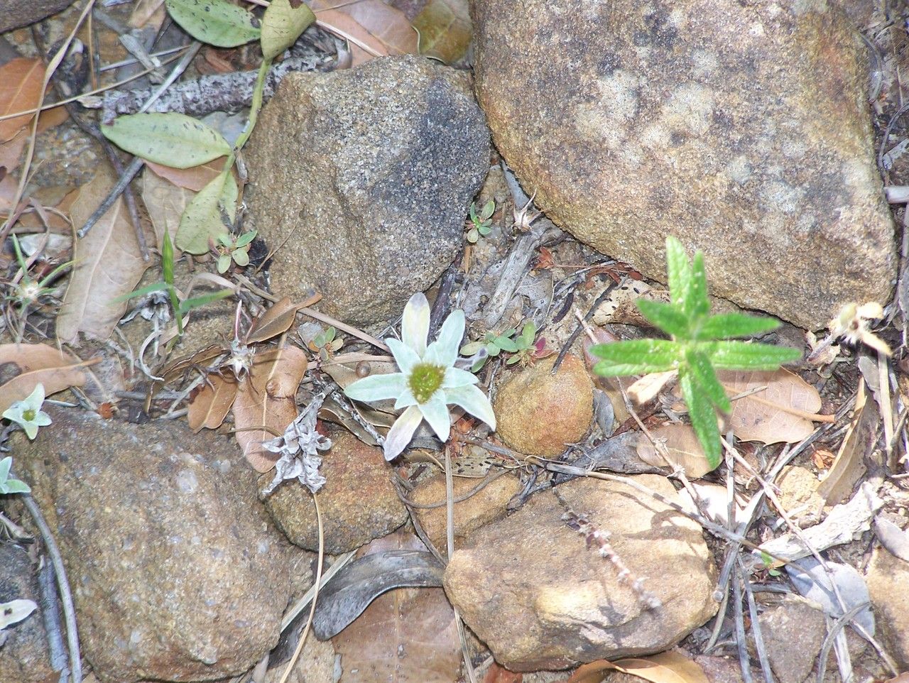 Filago asterisciflora flower