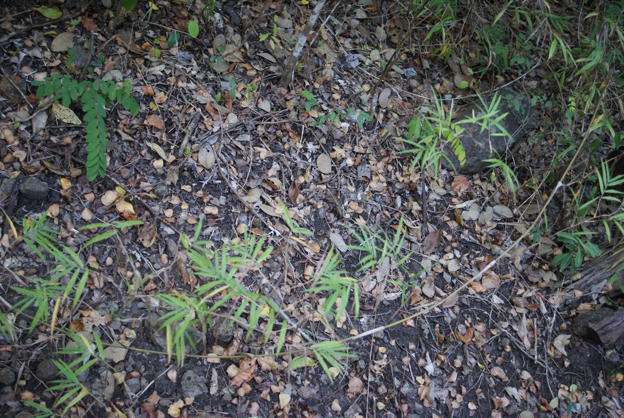 Lasiacis divaricata habit