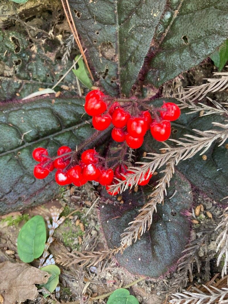 Ardisia primulifolia fruit